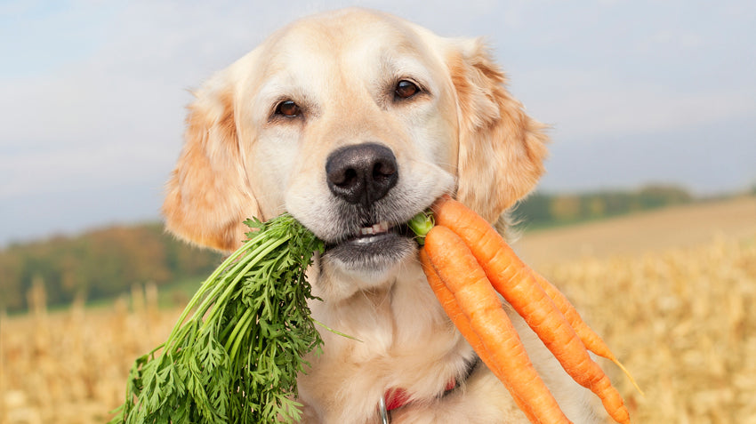 The Benefits of Natural Snacks for Your Pet’s Health