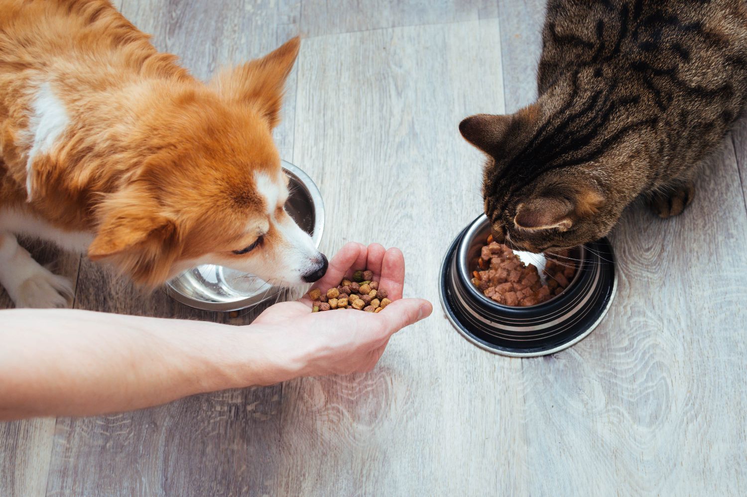 How to Choose the Right Treats for Your Dog or Cat