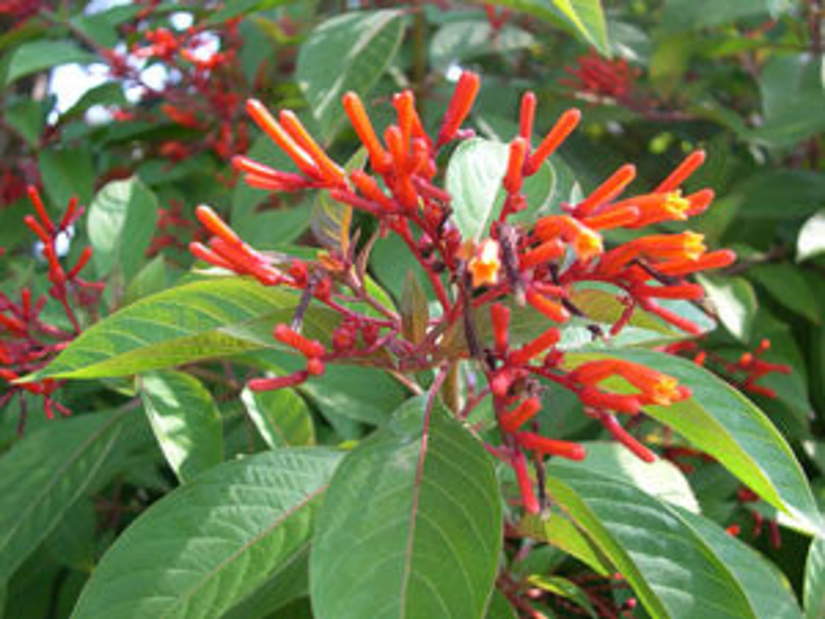 First Aid & Wound Meal Topper For Dogs And Cats*  - Internal And External First Aid Remedy*