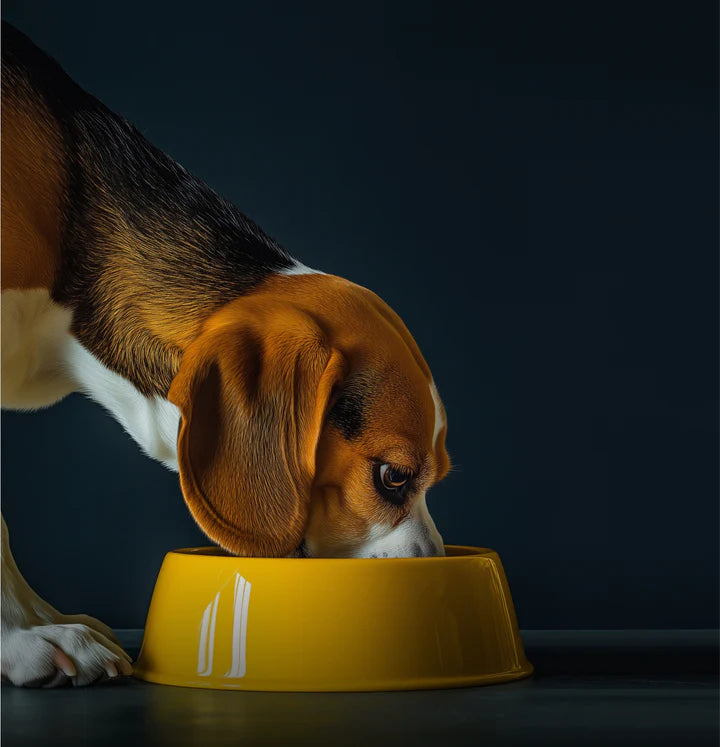 Pet Snack Haven