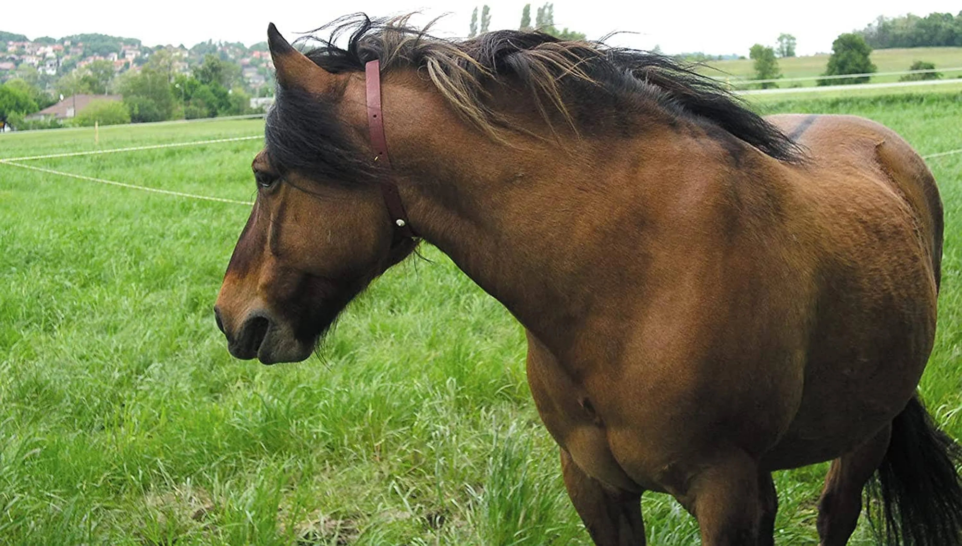 ALZOO Herbal Horse Collar