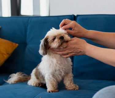 Pet Snack Haven